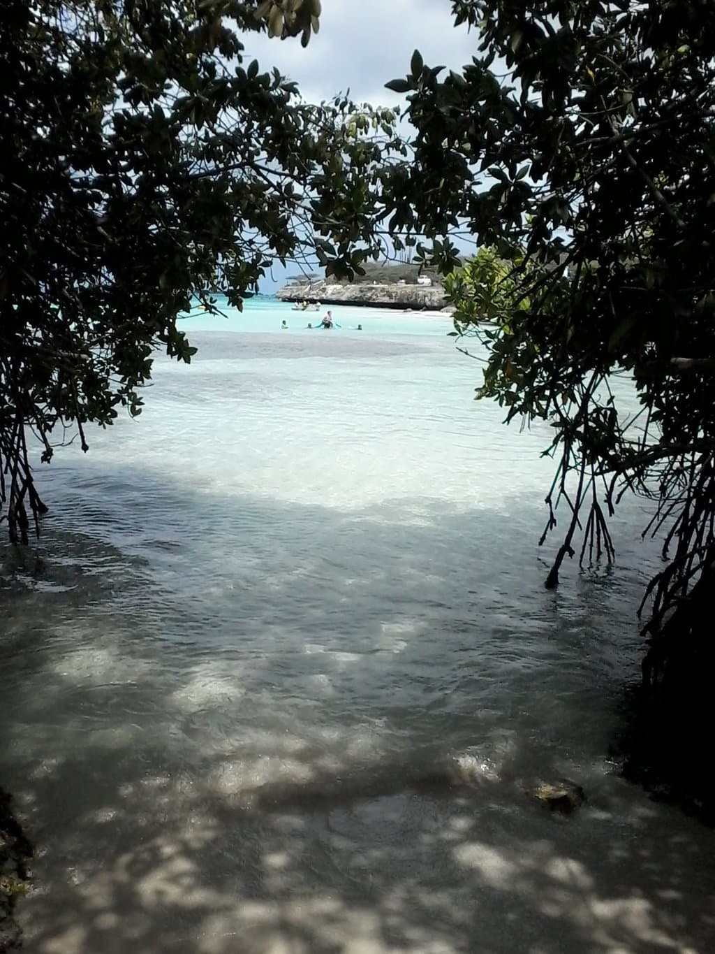 Kissing Mangroves @ Mangel Halto Beach