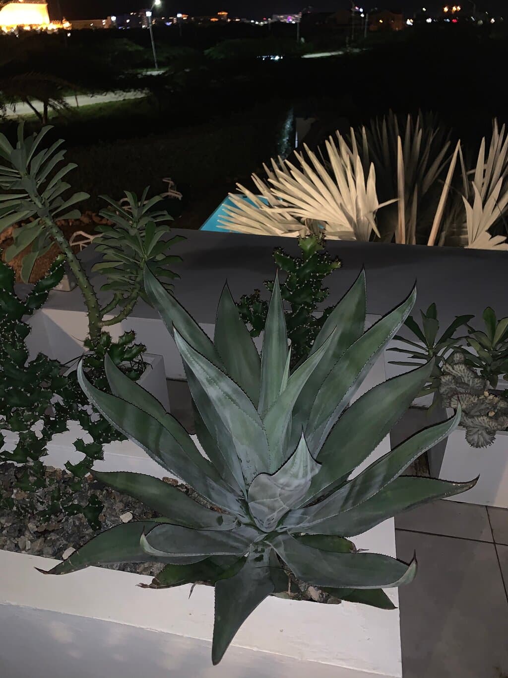Koyari Modern Condos Aruba at TripAdvisor
