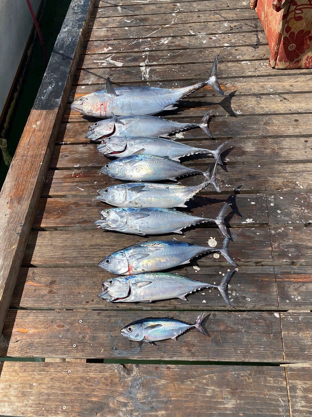 Bottom Fishing Aruba at TripAdvisor