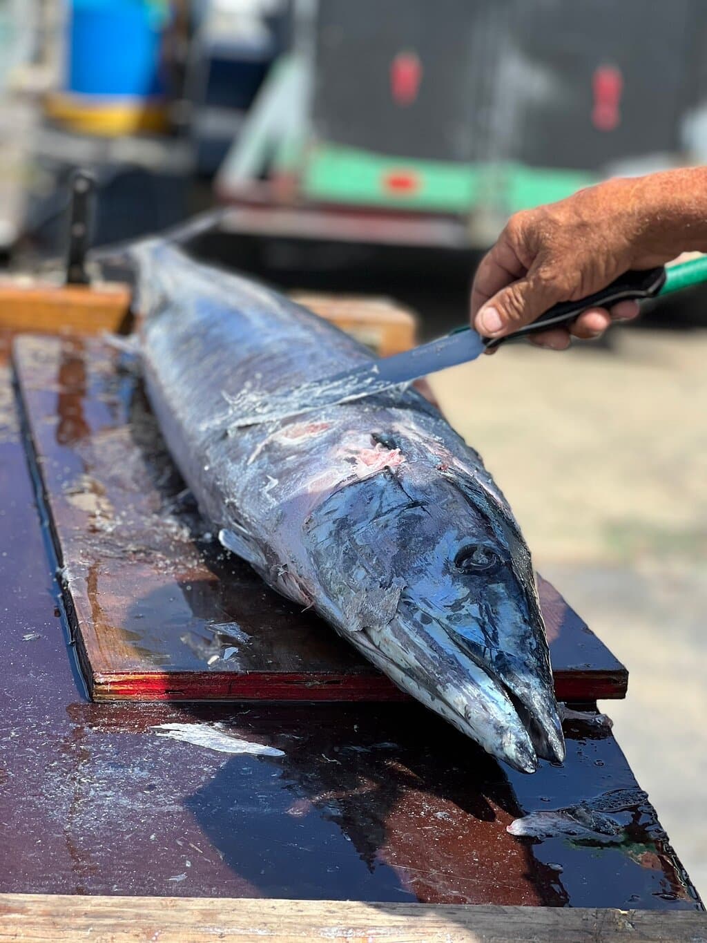 Mahi Mahi Fishing Charters Aruba at TripAdvisor