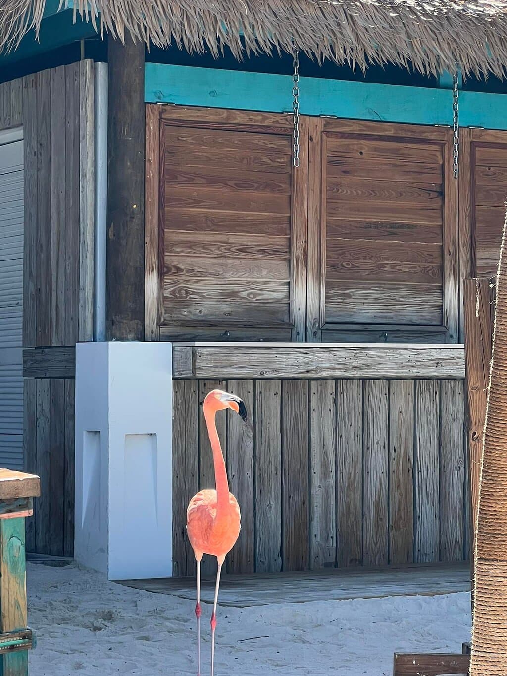 Flamingo in front of fish shack before it opened