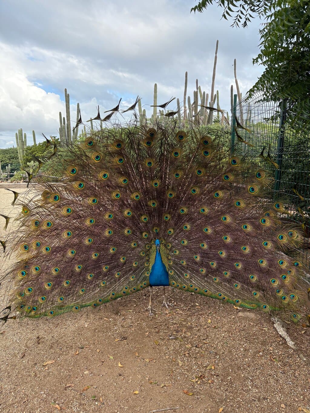 male peacock
