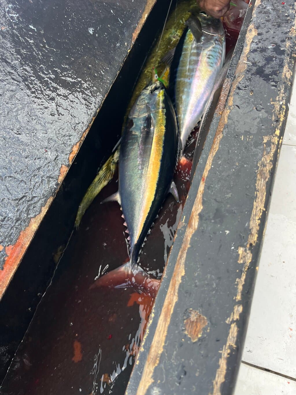 Lucky Star Fishing Charter at TripAdvisor