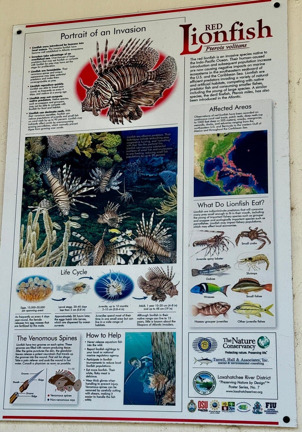 The LionFish Snack Aruba at TripAdvisor