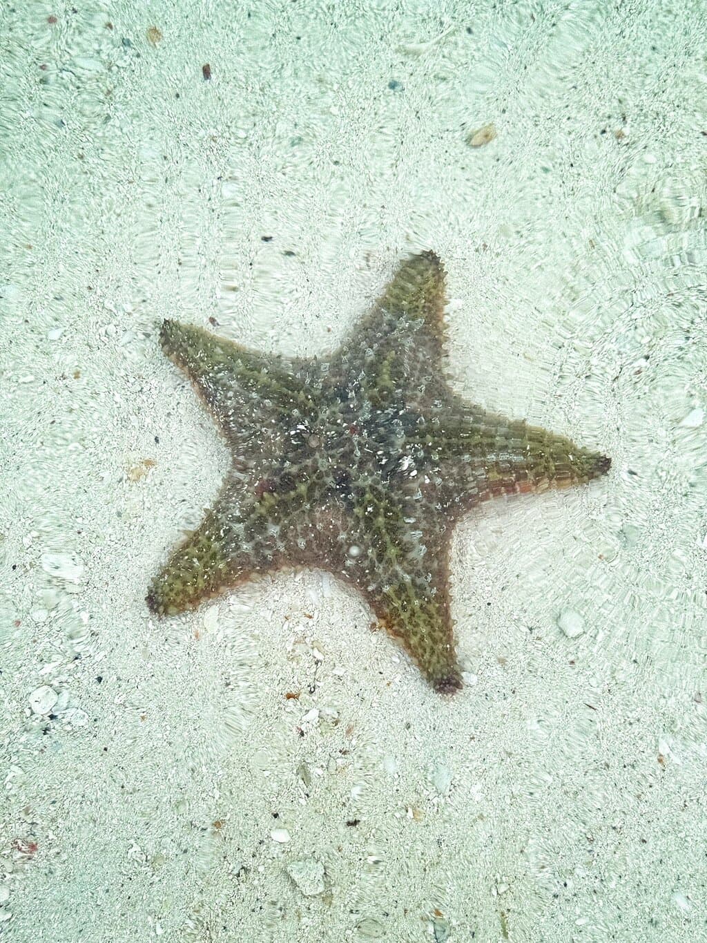 Palm Beach at TripAdvisor