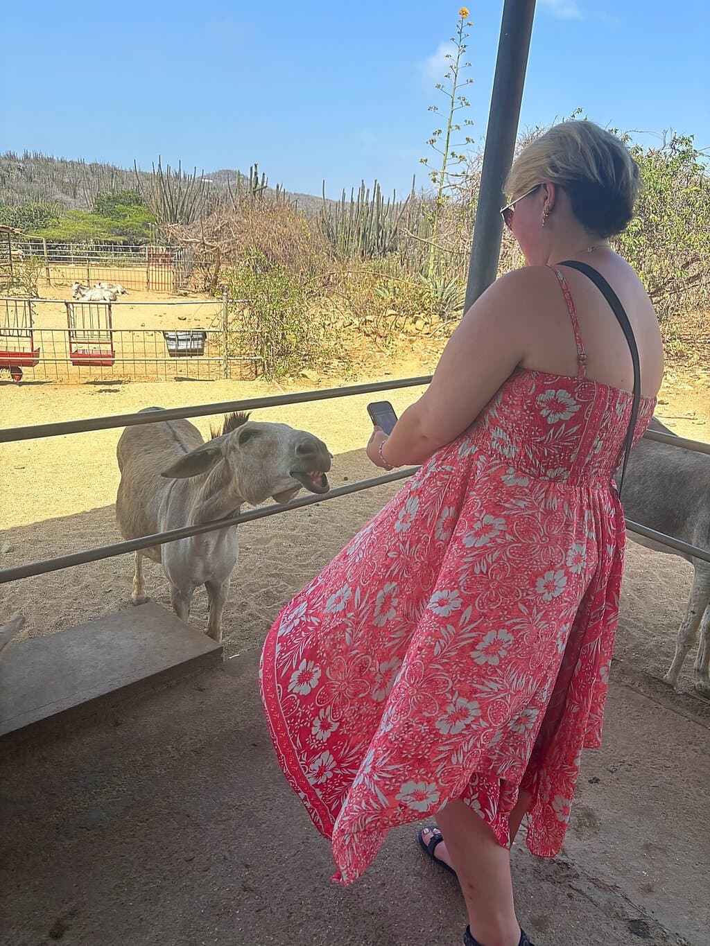 Donkey Sanctuary Aruba at TripAdvisor