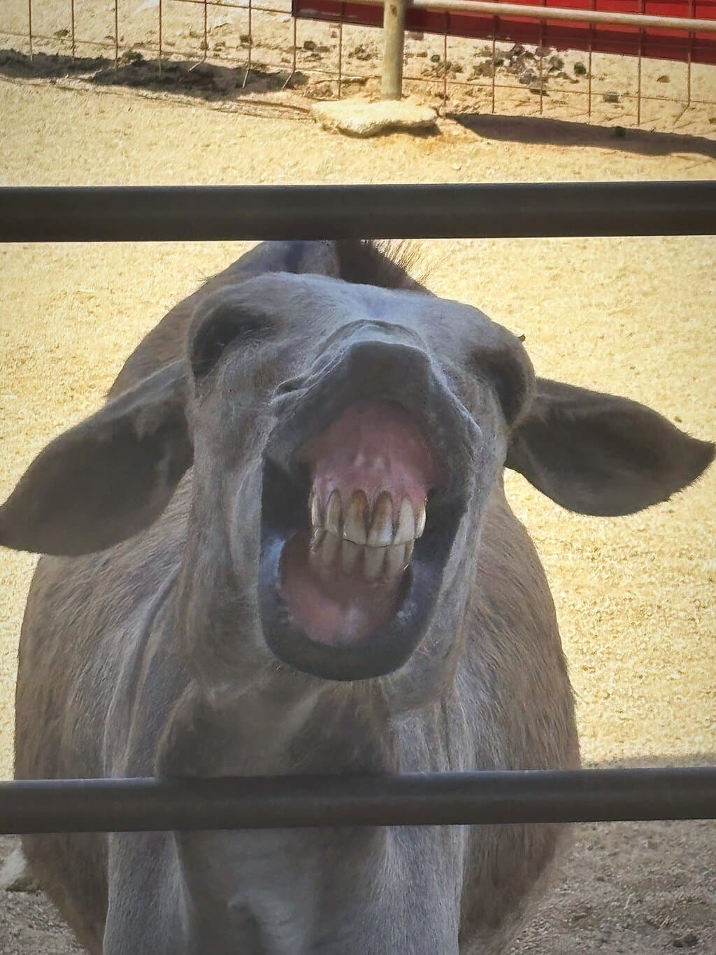 Donkey Sanctuary Aruba at TripAdvisor
