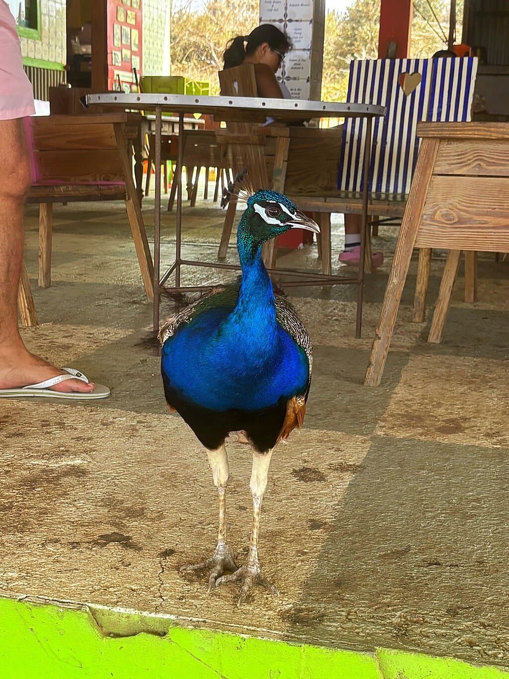 Donkey Sanctuary Aruba at TripAdvisor