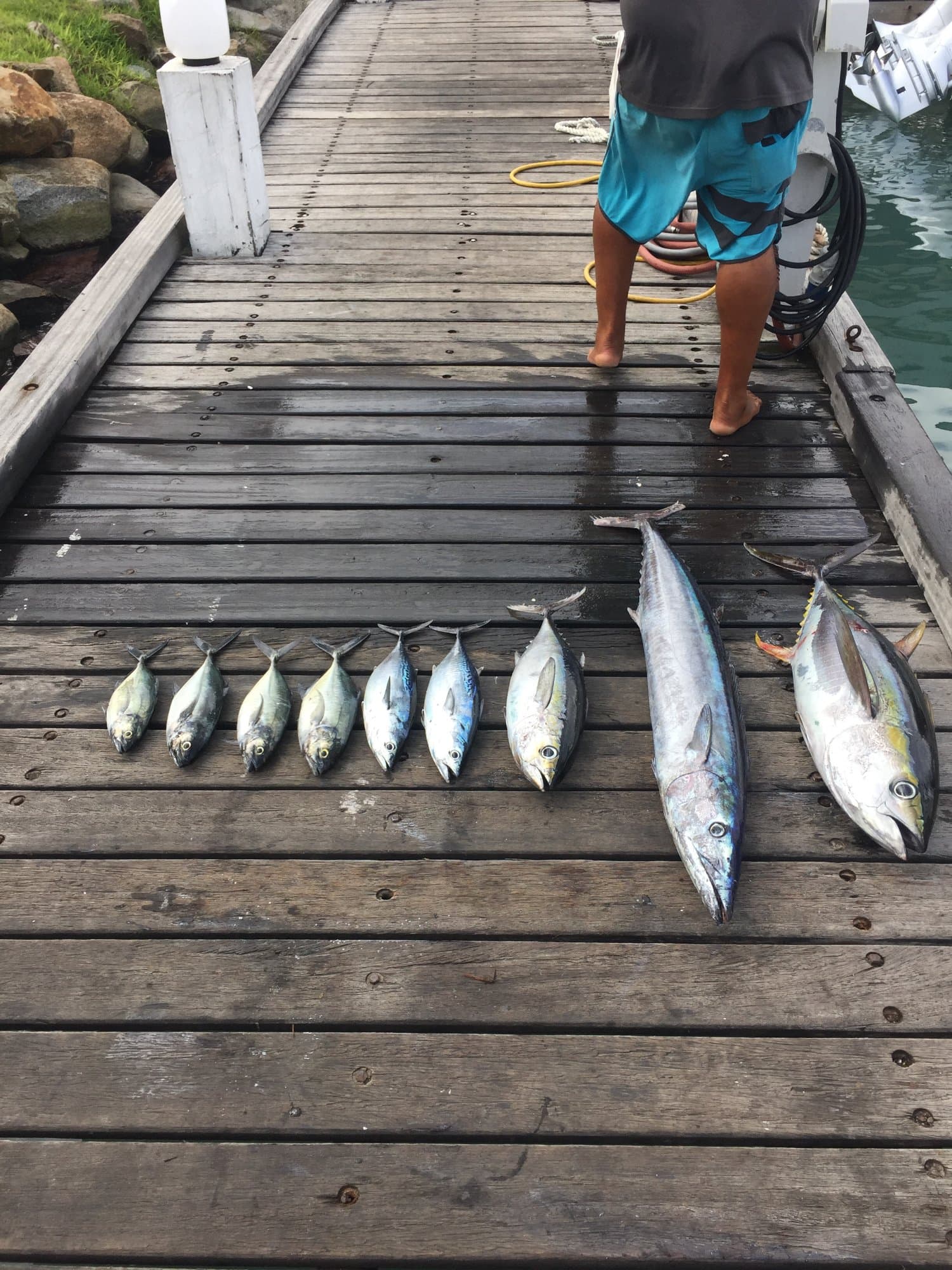 Todays catches