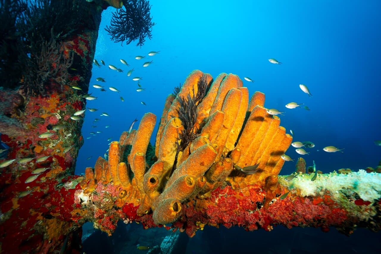 Nautilus Diving & Snorkeling Tours Aruba at TripAdvisor